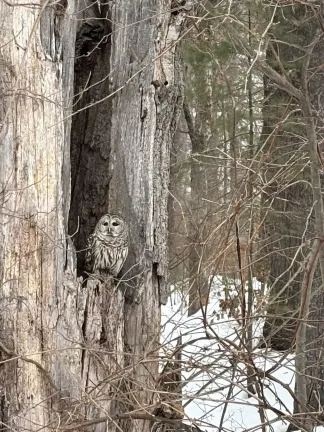 A barred owl in Marlborough, photographed by Greta Reinhold.