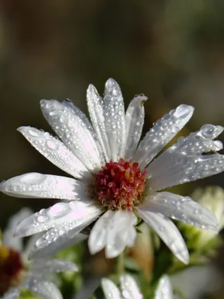 Aster