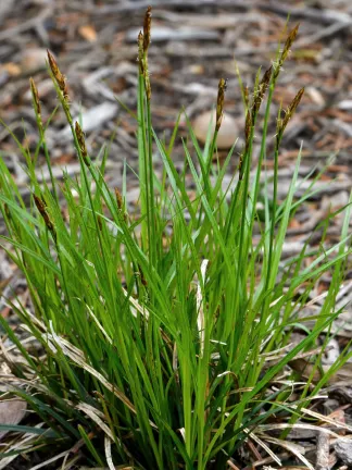 Sedge