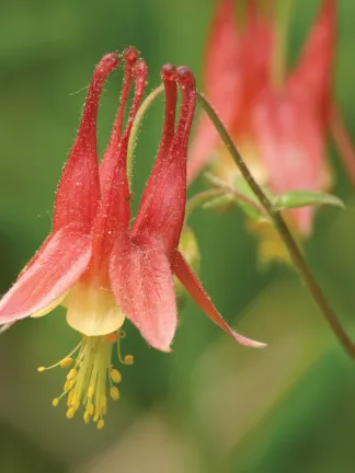 Columbine