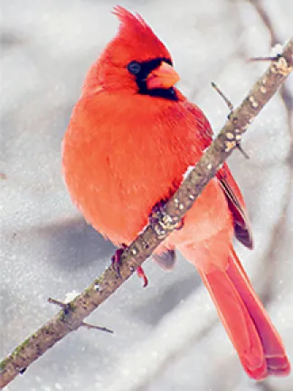 Cardinal in Winter