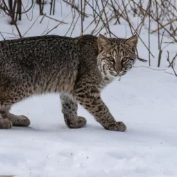 Bobcat. Photo by Jon Turner. 