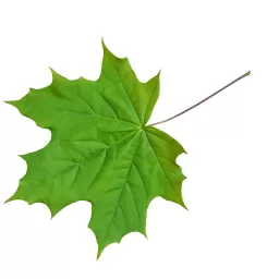 Maple leaf