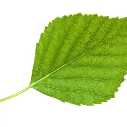 Birch leaf