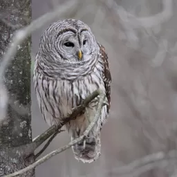 Barred owl. Photo by Sue Feldberg.