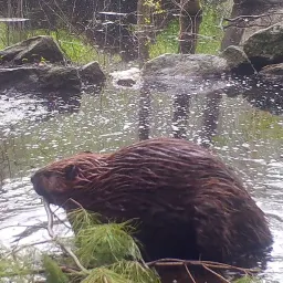 Margaret McKane captured this image of a beaver with an automated trail camera. Photo by Margaret McKane.