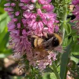 Bombus terricola. Photo by Mark Hanson.