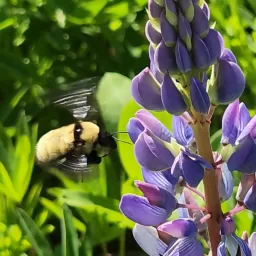 Bombus fervidus (golden northern bumble bee) at lupine. Photo courtesy of Dr. Robert Gegear.