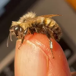 B. fervidus drone (no stinger) on Mark Hanson’s thumb. Photo by Mark Hanson.