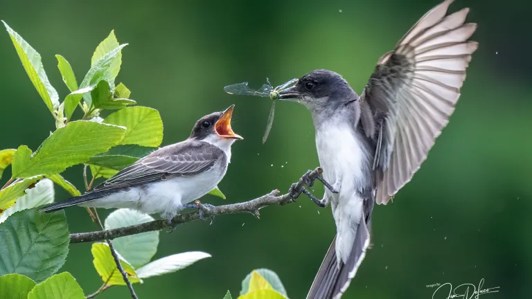 Eastern kingbirds at Bruce's Pond in Hudson, photographed by Jim DeLuco.