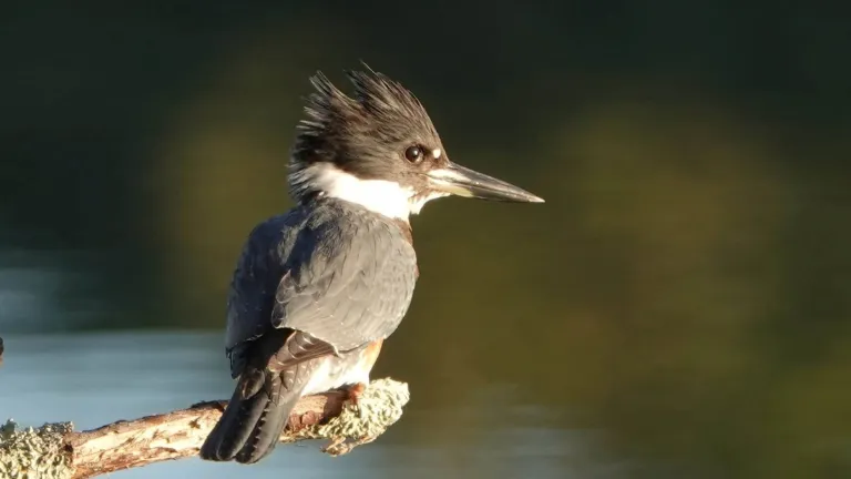 Belted Kingfisher, October 2025. Photo by Ron McAdow.