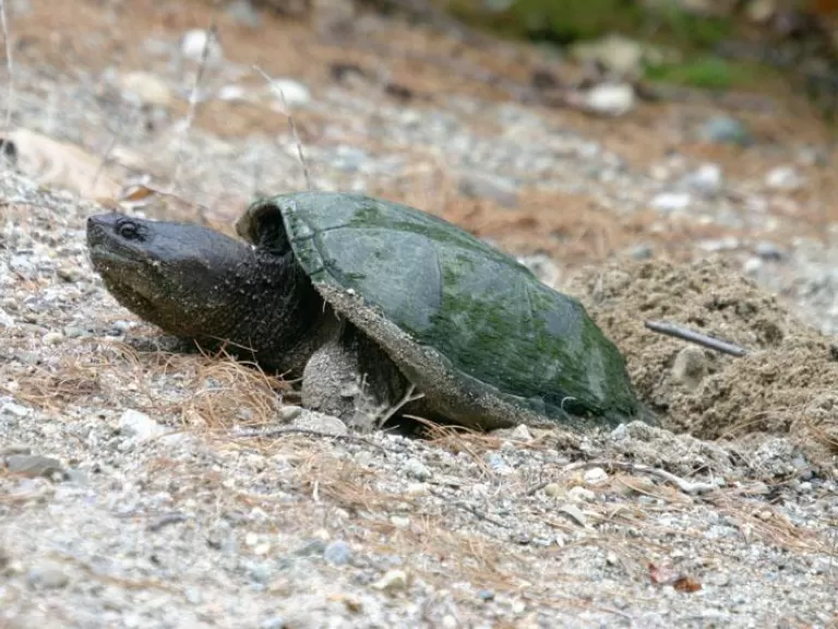 Many species of wildlife find habitat in Memorial Forest. Photo by Dan Foster.