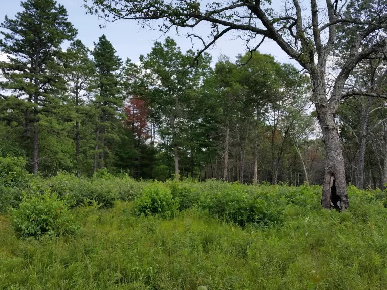 A scene from Memorial Forest, three months after the prescribed burn in 2014.
