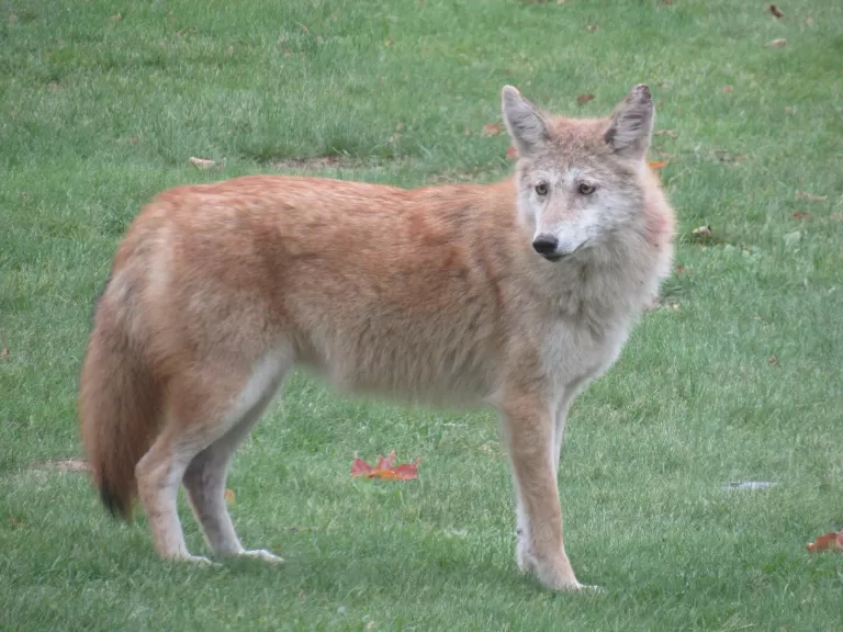 Photo by Steve Forman.