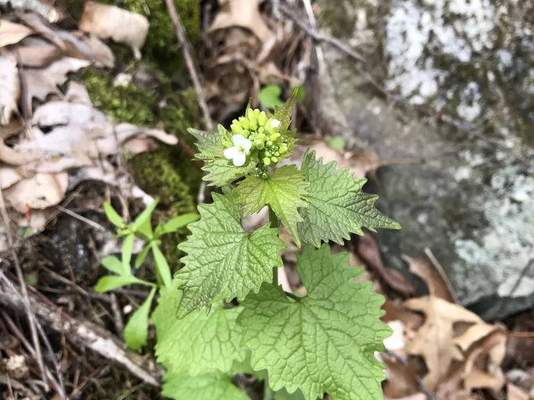 Garlic Mustard