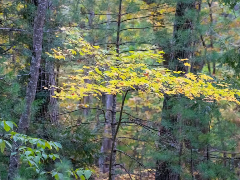 Eastern Greenway-North. Photo by Louis Calisi