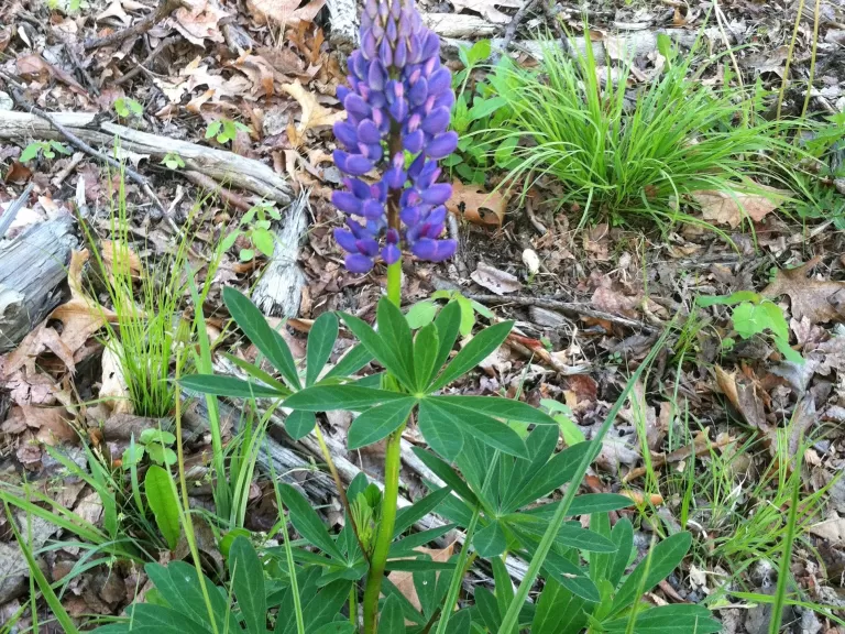 For the second year in a row, Nan Burke collected wild lupine seeds at the Desert Natural Area in an effort to save these important native plants. Photo by Don Burn.