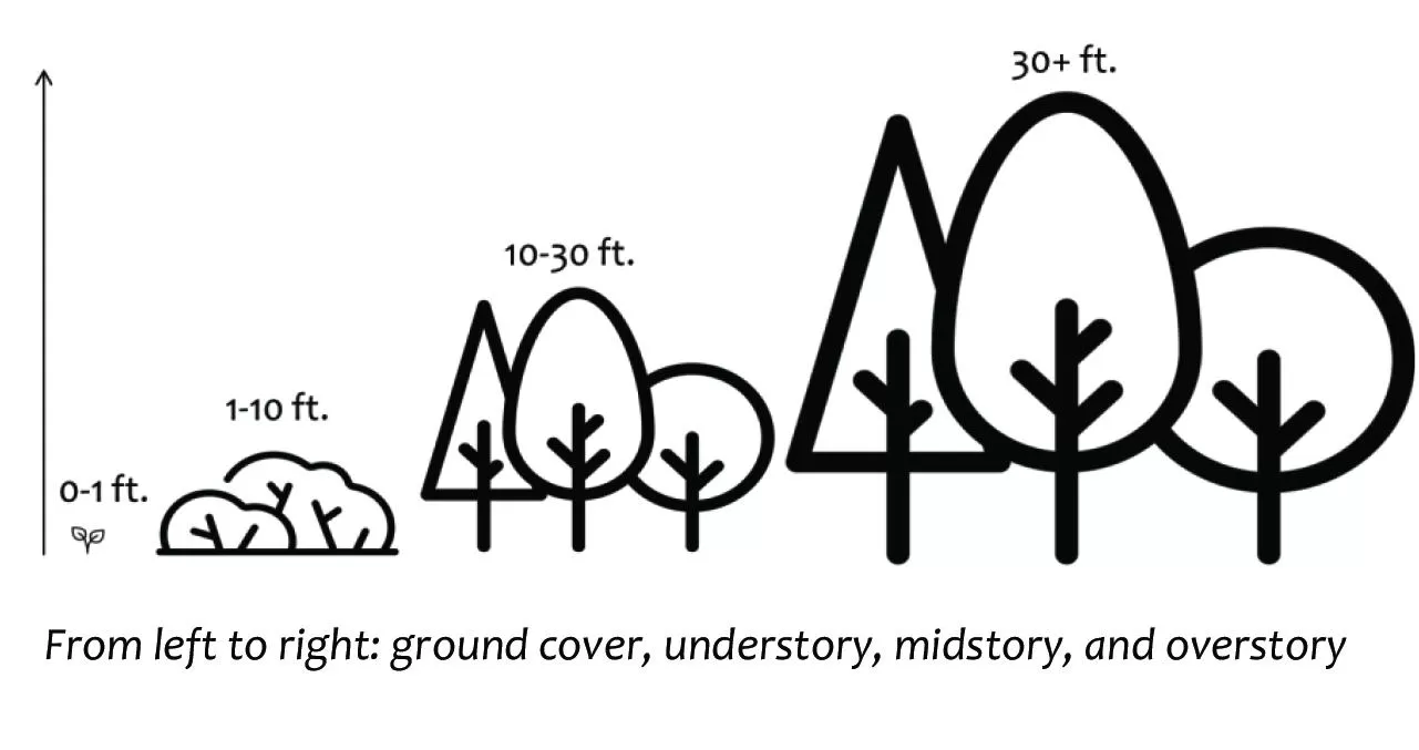 Vertical Diversity - Forest Health Walk