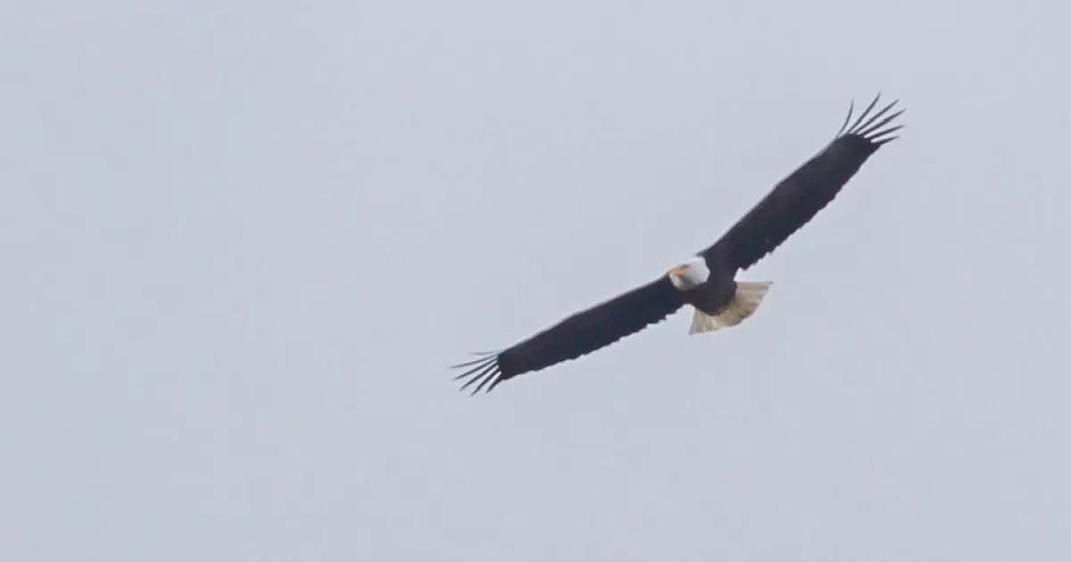Birds at Fort Meadow Reservoir in Marlborough Sudbury Valley Trustees