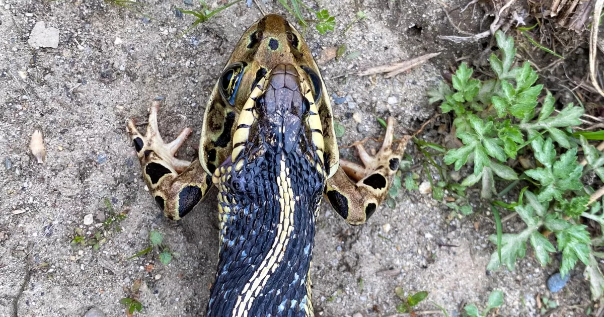 Garter Snake Eating a Northern Leopard Frog in Sudbury | Sudbury Valley ...