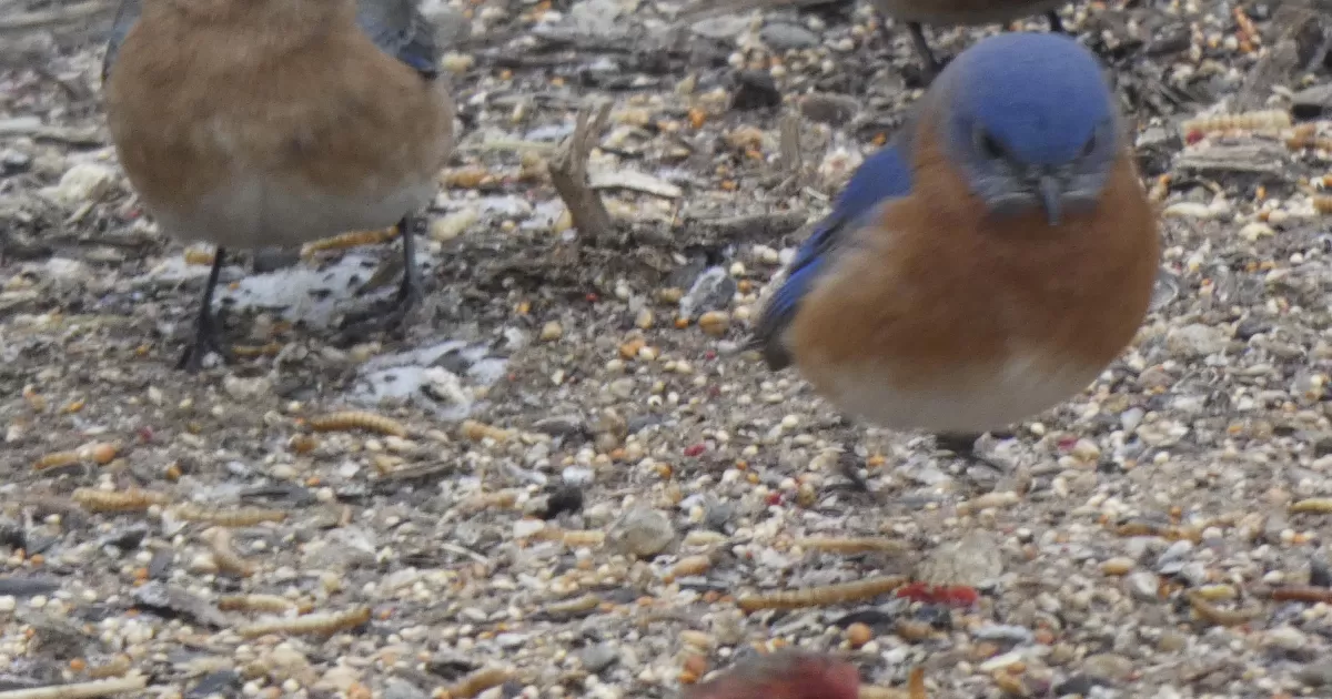 Birds in Sudbury Sudbury Valley Trustees
